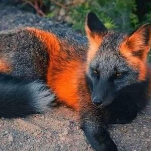 Meet your Posher, Towanda